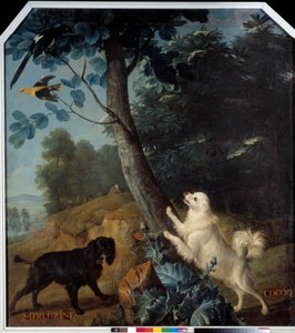 Merluzine und Cocoq, die Hunde von Ludwig XIV. (1638-1715) von Alexandre Francois Desportes