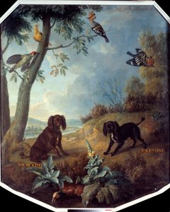 Nutmeg und Hermine, die Hunde von Ludwig XIV. (1638-1715) von Alexandre Francois Desportes