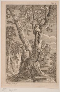 Die Eule und die Nachtigall von Alexia von Lode