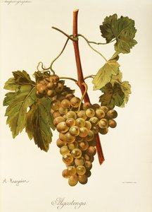 Agostenga-Traube von Alexis Kreyder
