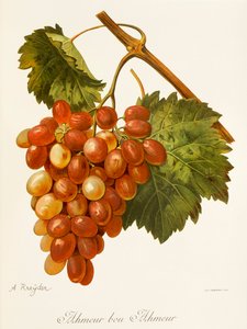 Ahmeur Bou Hameur Traube von A. Kreyder von Alexis Kreyder