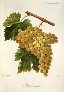 Amessasse Traube von Alexis Kreyder