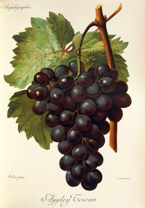 Appley Towers Traube. Illustration von A. Kreyder, Pessione, aus Traite General de Viticulture. Ampelographie