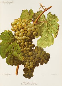 Aubin Blanc-Traube von Alexis Kreyder