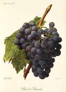 Black Alicante-Traube von Alexis Kreyder