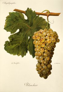 Blanchier-Traube von A. Kreyder