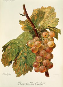Chasselas Gros Coulard-Traube von Alexis Kreyder