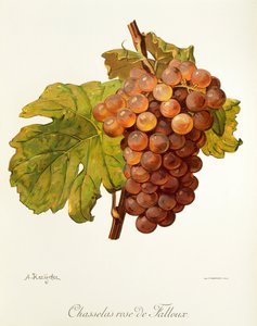 Chasselas Rose de Falloux-Traube von Alexis Kreyder