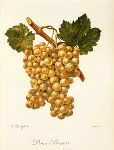 Dona Branca-Traube von Alexis Kreyder