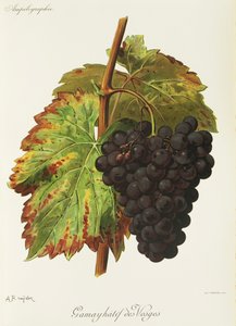 Gamay Hatif des Vosges-Traube von Alexis Kreyder