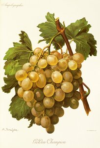 Golden Champion-Traube von Alexis Kreyder