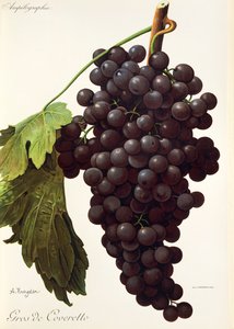 Gros-de-Coveretto-Traube von Alexis Kreyder