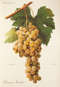 Himenes-Jumbon-Traube