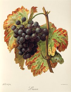Lasca-Traube von Alexis Kreyder