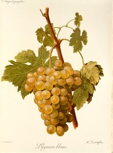 Lignan Blanc-Traube von Alexis Kreyder