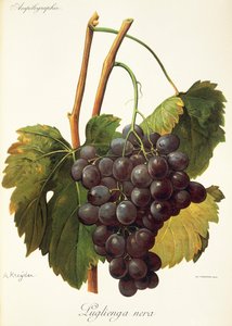 Luglienga Nera-Traube von Alexis Kreyder