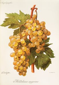 Madeleine Angevine-Traube