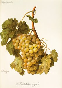 Madeleine Royale-Traube von A. Kreyder von Alexis Kreyder