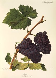 Meunier-Traube von Alexis Kreyder