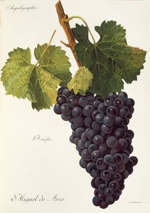 Miguel de Arco-Traube von A. Kreyder
