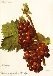 Muscat Rouge de Madere-Traube von Alexis Kreyder