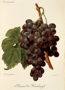 Muscat de Hamburgh Traube