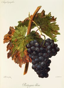 Portugiesisch Blau-Traube von Alexis Kreyder