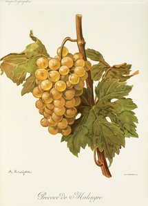 Precoce de Malingre-Traube von Alexis Kreyder