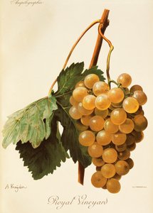 Royal Vineyard Traube von Alexis Kreyder