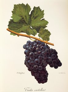 Tinta Castellao-Traube von A. Kreyder von Alexis Kreyder