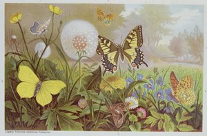 Schmetterlinge, Illustration aus einem ungarischen Naturgeschichtsbuch, um 1900