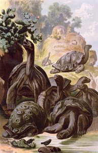 Riesenschildkröten von den Galapagos-Inseln, aus einem naturhistorischen Buch, 1887 von Alfred Brehm
