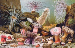 Seeanemonen, aus einem ungarischen Naturkundebuch, ca. 1900