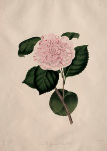Illustrationen und Beschreibungen der...Natürlichen Ordnung Camellieae: Nr. 41