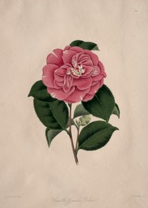 Illustrationen und Beschreibungen der...Natürlichen Ordnung Camellieae: Nr. 44