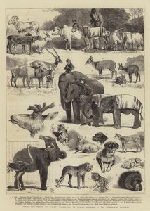 Sammlung indischer Tiere des Prinzen von Wales im Zoologischen Garten