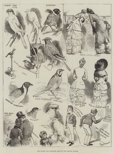 Die Kanarien- und Käfigvogel-Ausstellung im Crystal Palace von Alfred Courbould