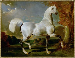 Arabisches Vollblut von Alfred Dedreux or de Dreux