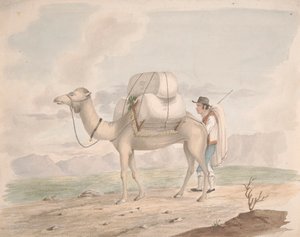 Beladener Kamel
