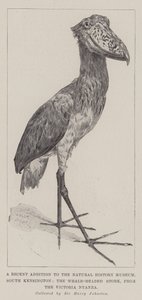Eine neue Ergänzung des Naturhistorischen Museums, South Kensington, der Walstorch, aus dem Victoria Nyanza von Alfred Hugh Fisher