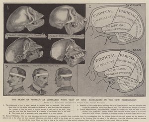 Das Gehirn der Frau im Vergleich zu dem des Mannes: Forschungen in der neuen Phrenologie von Alfred Hugh Fisher