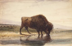 Büffel, ca. 1837