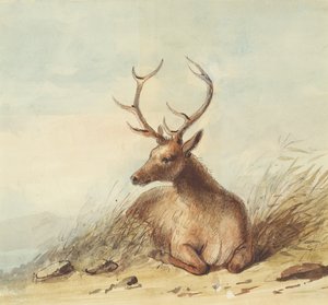 Elch, Rocky Mountains, ca. 1837 von Alfred Jacob Miller