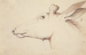 Elch, ca. 1837