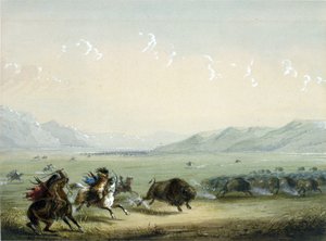 Laufender Büffel