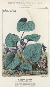Das Veilchen: Karikatur auf Edgar Quinet - Illustration vom 09.03.1871 in „Blumen, Früchte und Gemüse des Tages“ von Alfred Le Petit