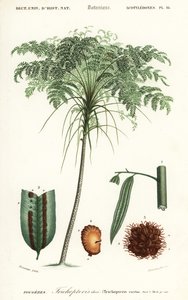 Baumfarn, Cyathea species (Gravur)