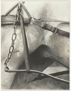 Equivalent, Spirituelles Amerika von Alfred Stieglitz