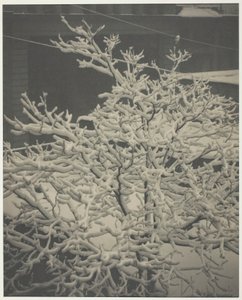 Vom Hinterfenster 291 Schneebedeckter Baum, Hinterhof, 1915 von Alfred Stieglitz