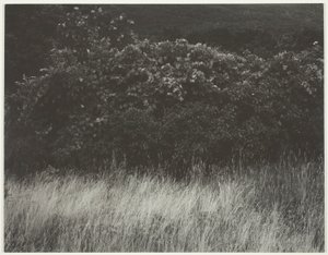 Hecke und Gräser - Lake George von Alfred Stieglitz